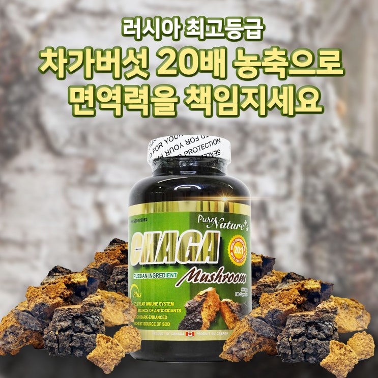 인기있는 (PNC) 러시아산 차가버섯 20배 캡슐 180정 (PNC Russian CHAGA Mushroom) 추천합니다