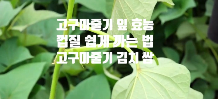 고구마줄기 효능 (ft. 껍질 쉽게 까기, 김치 쌈밥 요리) 잎 버리지 말고 먹어요.
