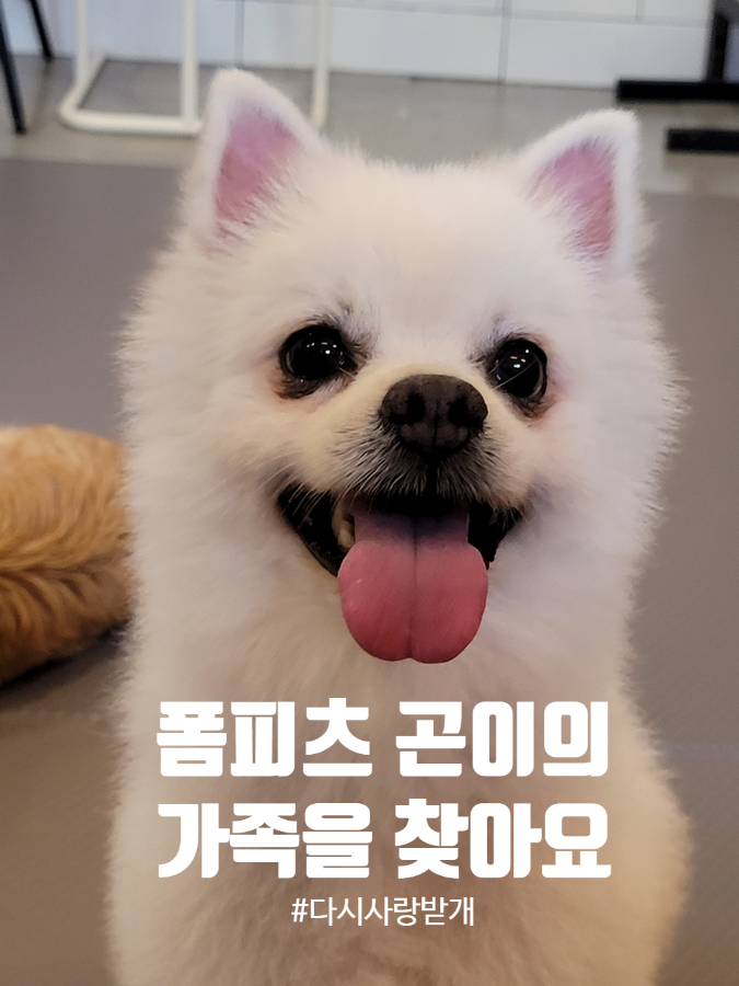  다시사랑받개 살인미소 곤이, 해맑게 웃으며 가족을 기다리고 있어요:-)