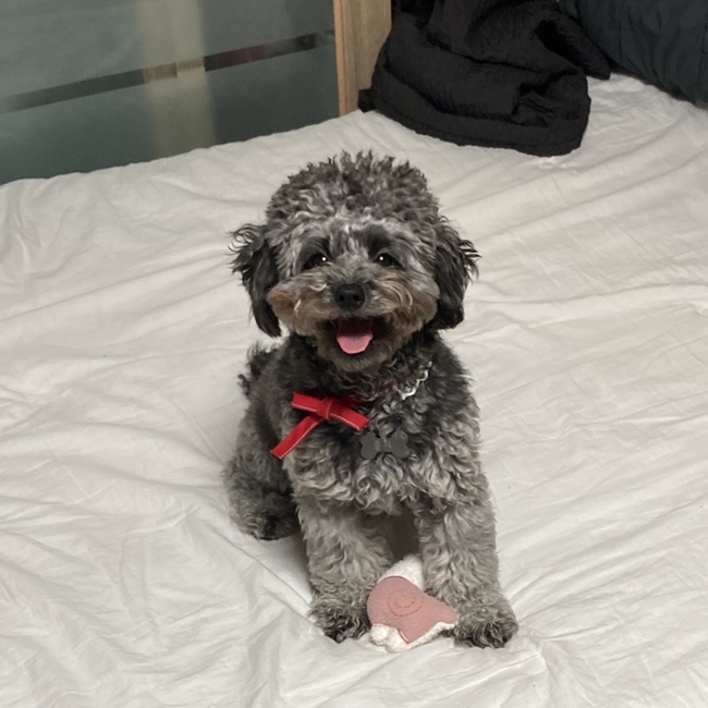  [김콩지] 실버푸들 강아지 늦은 10월 일상
