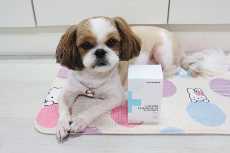  강아지 설사 원인인 장염, 췌장염 예방에 좋은 유산균과 관리팁
