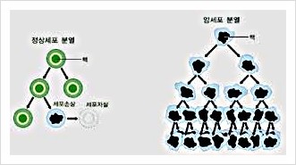  암의 모습, 몸 세포, 난자 정자 수정란 증식, 태아 장기 간 심장 신경, 노화