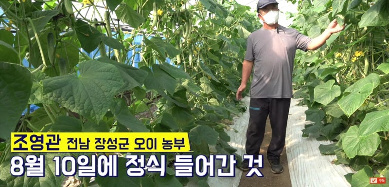 아카디안29 영양제 사용으로 남들보다 3배비싼 오이를 만드는 비법은 ?