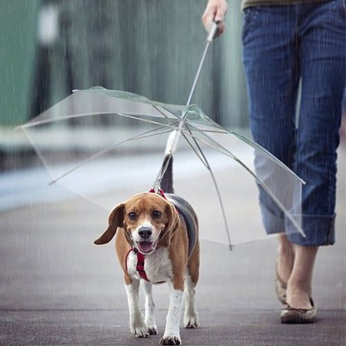 구매평 좋은 강아지 장마용 산책 우산, 1개 추천합니다