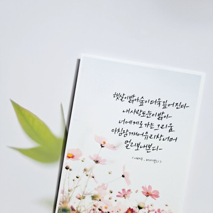  나태주 시인 / 포토 캘리그라피 엽서