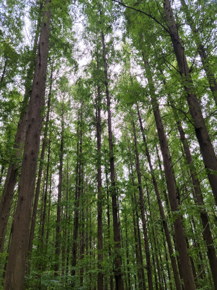 서대문 안산자락길, 메타세쿼이아 총 7km 산책로