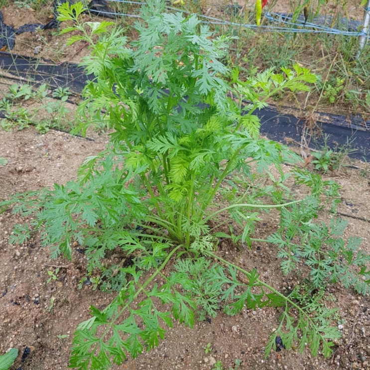  주말농장 다녀왔어요.(10. 09)