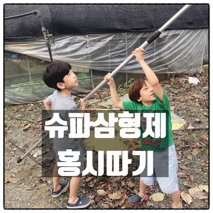  슈파삼형제 홍시 따기