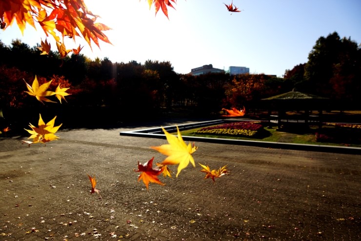 오늘의 한순간_ 떨어지는 낙엽