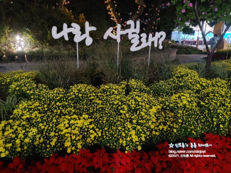 유성 국화 전시회(국화 축제)... 유성 온천공원