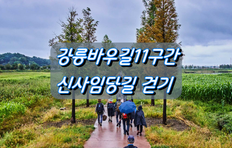 가을비 우산속, 강릉바우길11구간 신사임당길 걷기