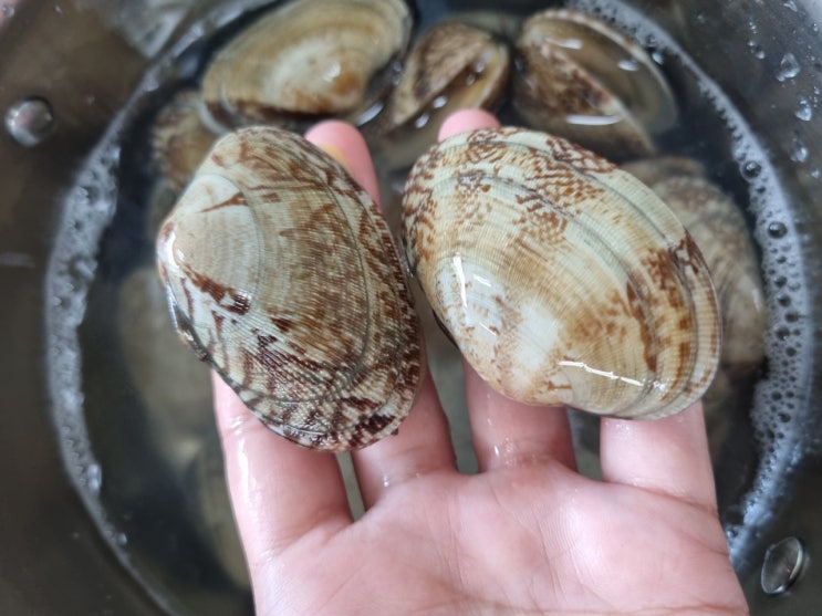  바지락탕 끓이기와 맛있는 바지락 추천, 쿠팡 씨알 굵은 우리바다 좋은산지 남해안 바다 바지락 엄청 맛있어요.