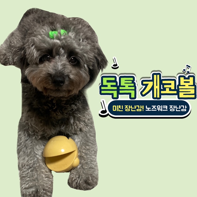  강아지 장난감 "독톡 개코볼" 노즈워크 터그놀이 추천