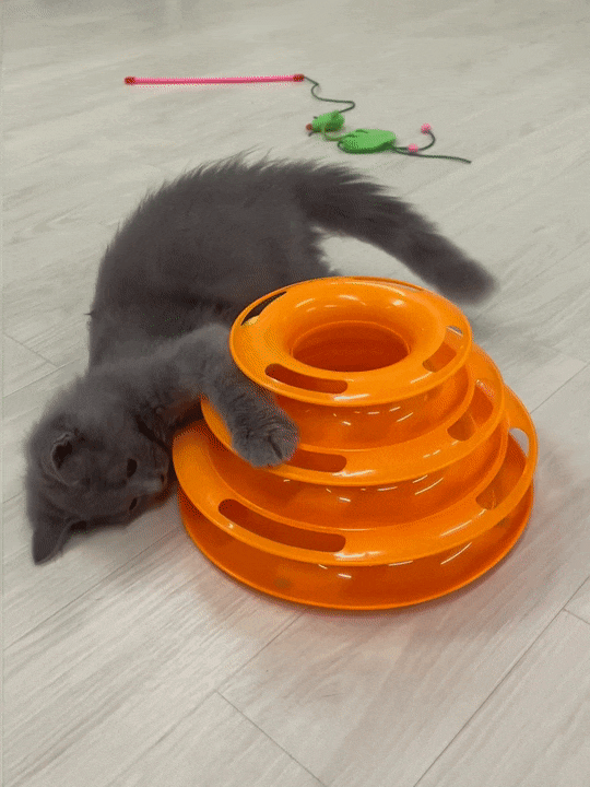  냥아치 카페 / 송파 고양이 카페 / 네벨룽 고양이에게 반한 날