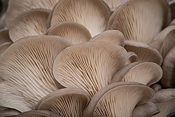  [통증 관리]과민성 대장 증후군/Low FODMAP/버섯 저포드맵 레시피/느타리, 새송이(oyster mushroom)
