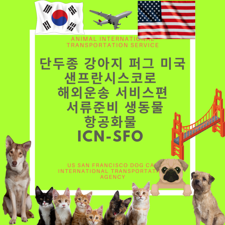  단두종퍼그강아지 샌프란시스코SFO 반려견 강아지해외운송 강아지검역 항공화물로 보내기