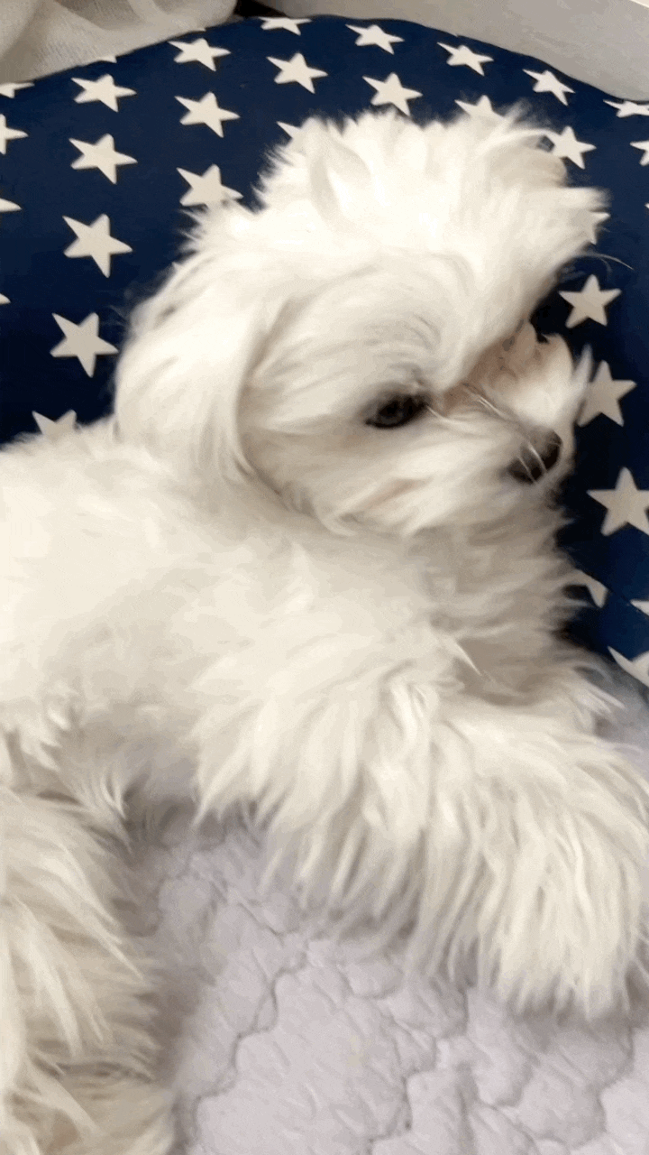  반려동물과 의사소통해 볼래? 펫 테크(Pet-Tech)