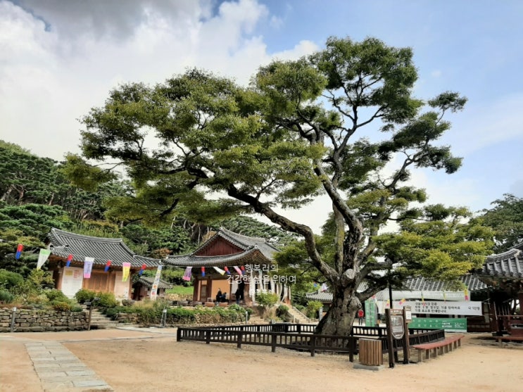  강화도 가볼만한곳 전등사 보호수 나무 전설 (ft. 평화사랑 이야기 여행 코스)