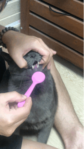  고양이 알약먹이기 방법 꿀팁: 베라스푼+α