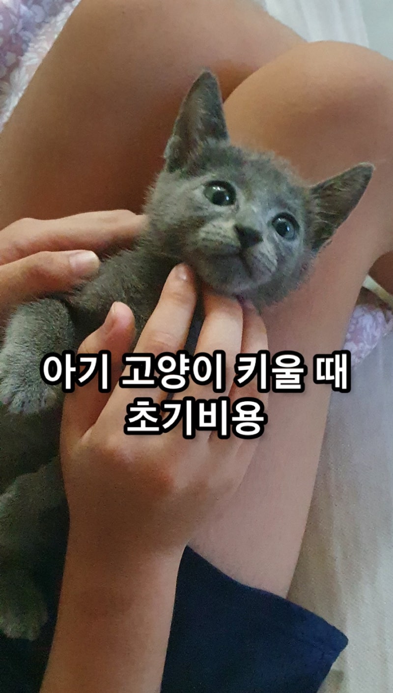 아기 고양이 키울 때 초기비용 얼마나 들까요? (f.용품.예방접종) : 네이버 블로그 아기 고양이 키울 때 초기비용 얼마나 들까요? (F.용품.예방접종) : 네이버 블로그