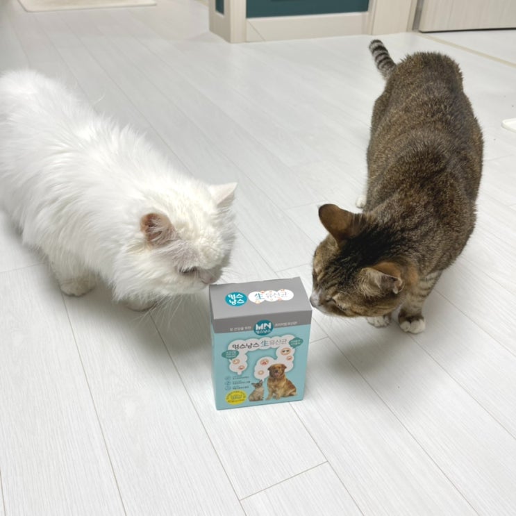  멍스냥스 / 고양이유산균 추천 멍스냥스 생유산균 민트(강아지유산균추천, 애견유산균, 냥이유산균)