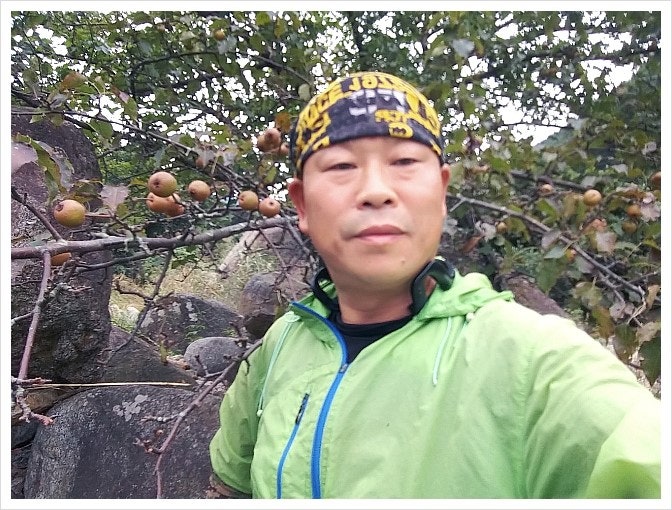폐에 좋은 것" 돌배 효소(엑기스) 효능 및 섭취방법 [돌배 효소 담는 방법]