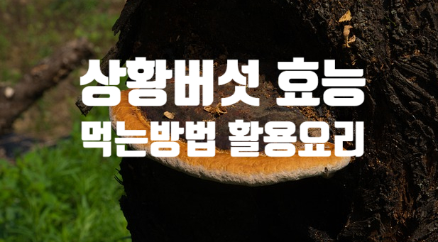항암 상황버섯 효능 (ft. 먹는 방법, 활용 요리법) 자두 주스 삼계탕 누룽지탕