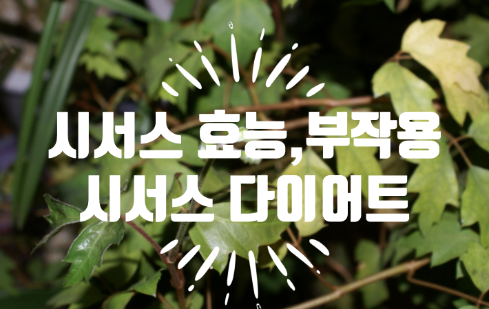  시서스 시서스가루 효능 부작용 시서스다이어트 후기 ?