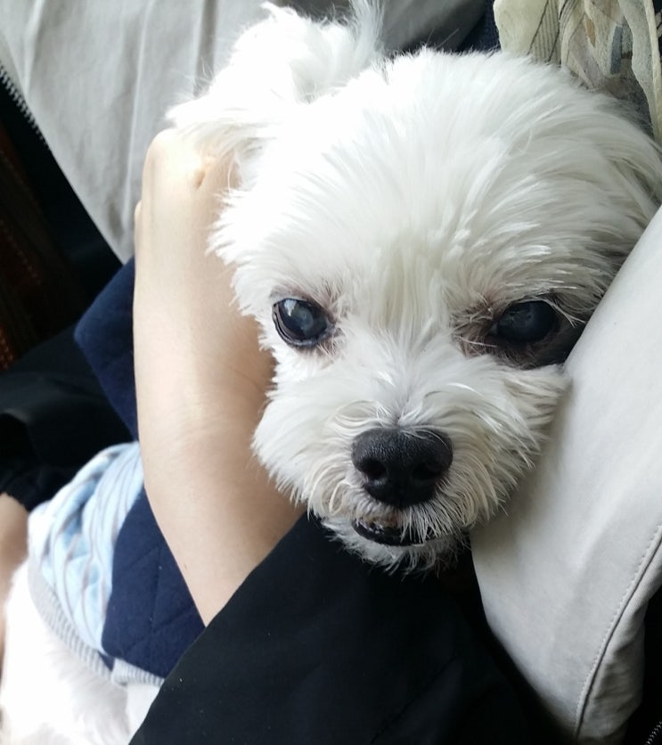  강아지 눈 뜨는 시기와 이갈이, 감각을 알아볼게요!