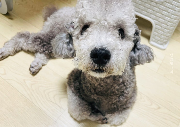 강아지 우울증 증상과 원인, 어떻게 해결하나요?