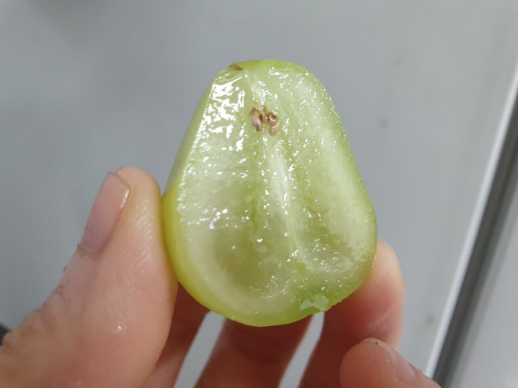  샤인머스캣 얼리기 하지마세요 샤인머스켓 한 알 칼로리
