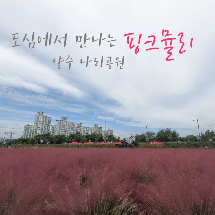  가을드라이브 추천] 핑크뮬리를 볼 수 있는 사진명소 양주 나리공원
