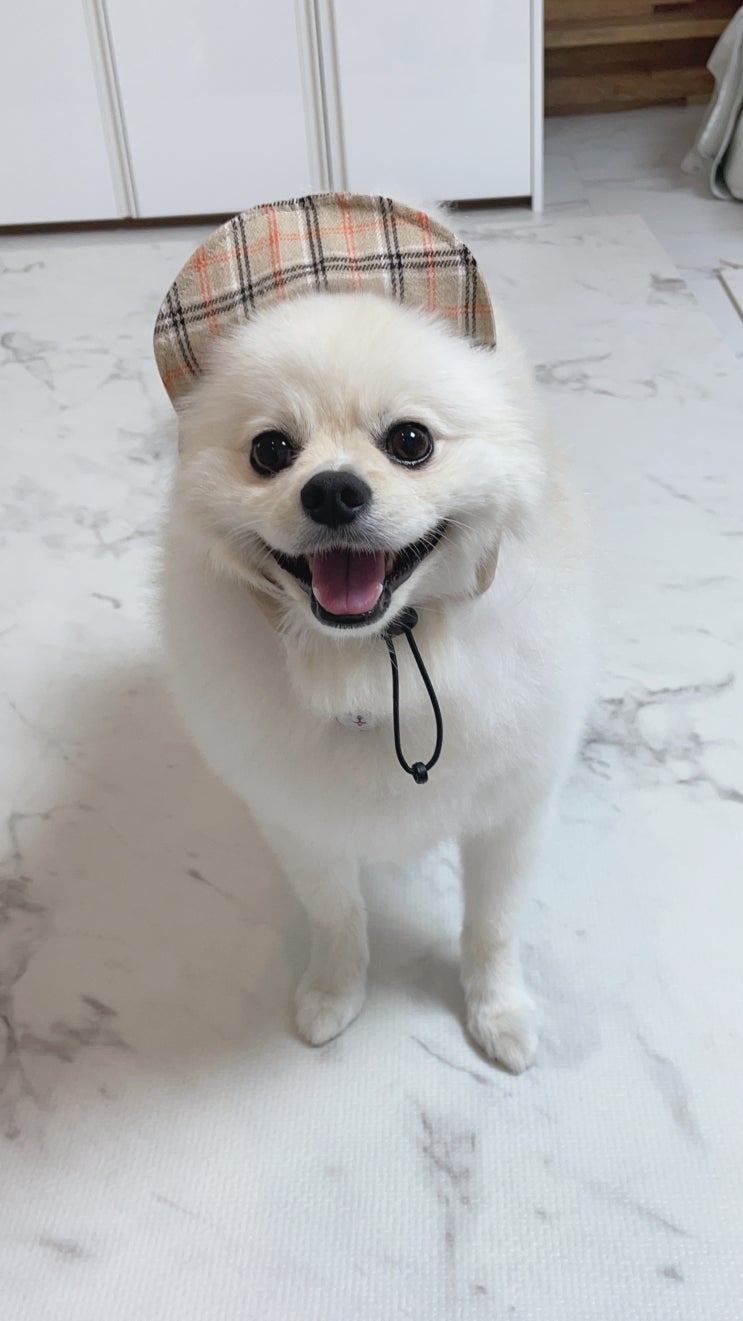  [월간펫띵] 10월의 펫띵은 무엇?!ㅎㅎ