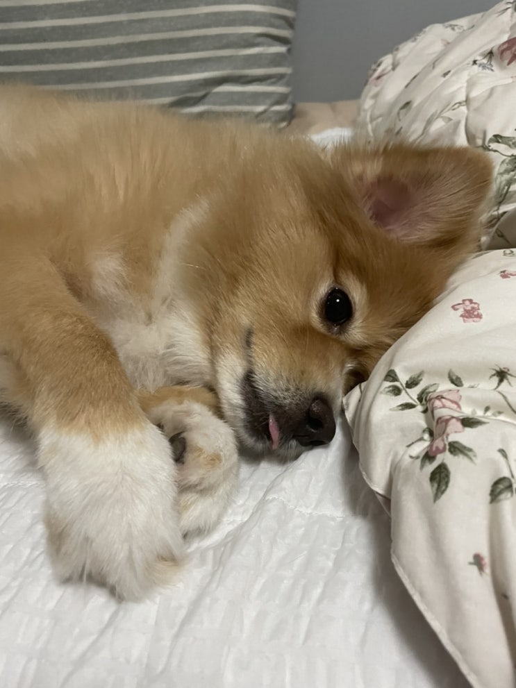  멍때리는 울 오복이 