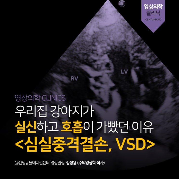  우리집 강아지가 실신 및 호흡이 가빴던 이유 - 심실중격결손(VSD, Ventricular septal defect) (부산 심장 초음파 전문 센텀동물메디컬센터)