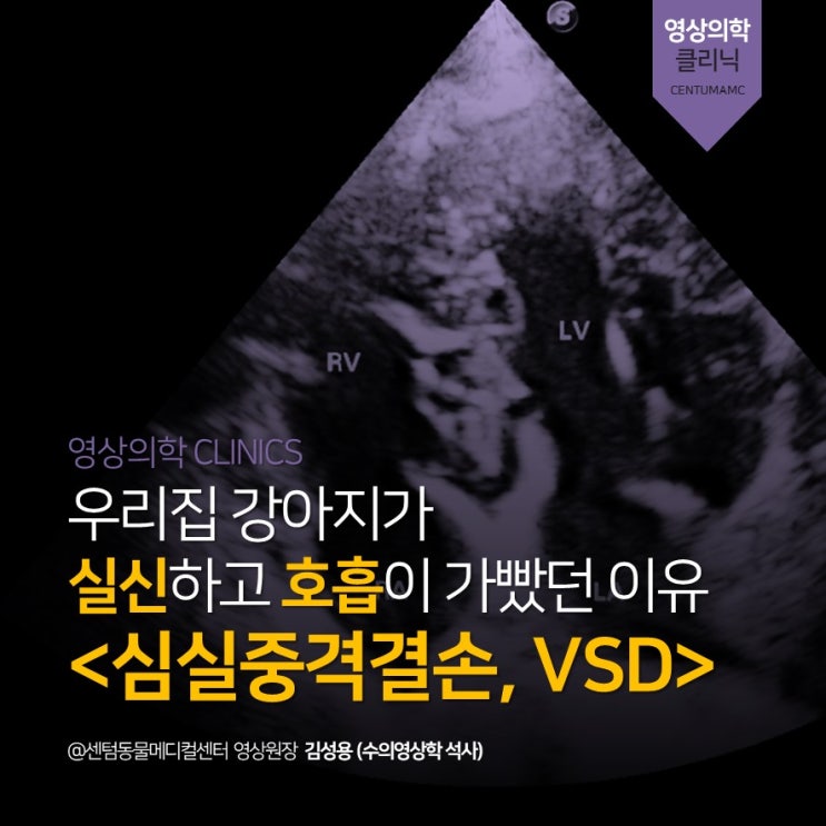 우리집 강아지가 실신 및 호흡이 가빴던 이유 - 심실중격결손(VSD, Ventricular septal defect) (부산 심장 초음파 전문 센텀동물메디컬센터)