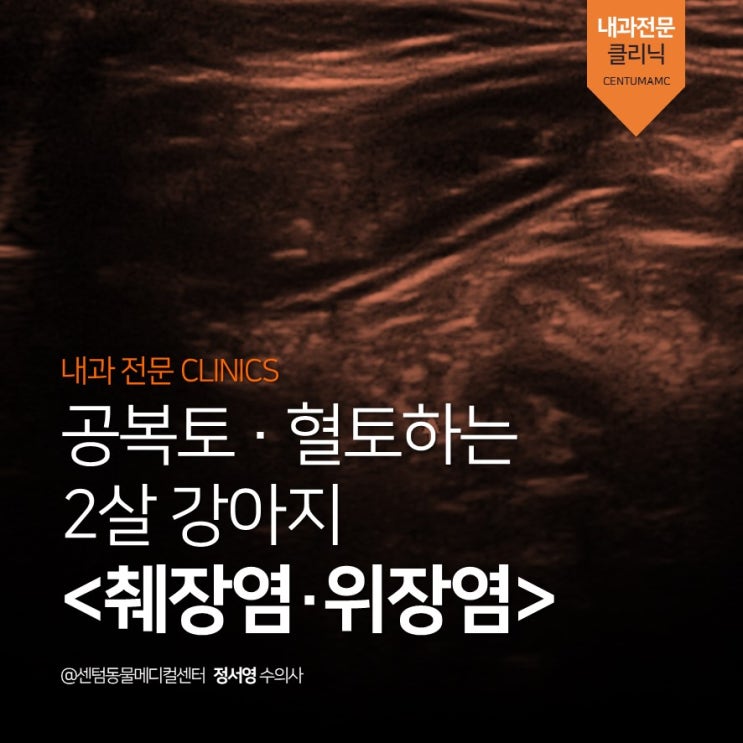 공복토 · 혈토하는 2살 강아지 <췌장염 · 위장염> (부산 내과 전문 동물병원, 센텀동물메디컬센터)