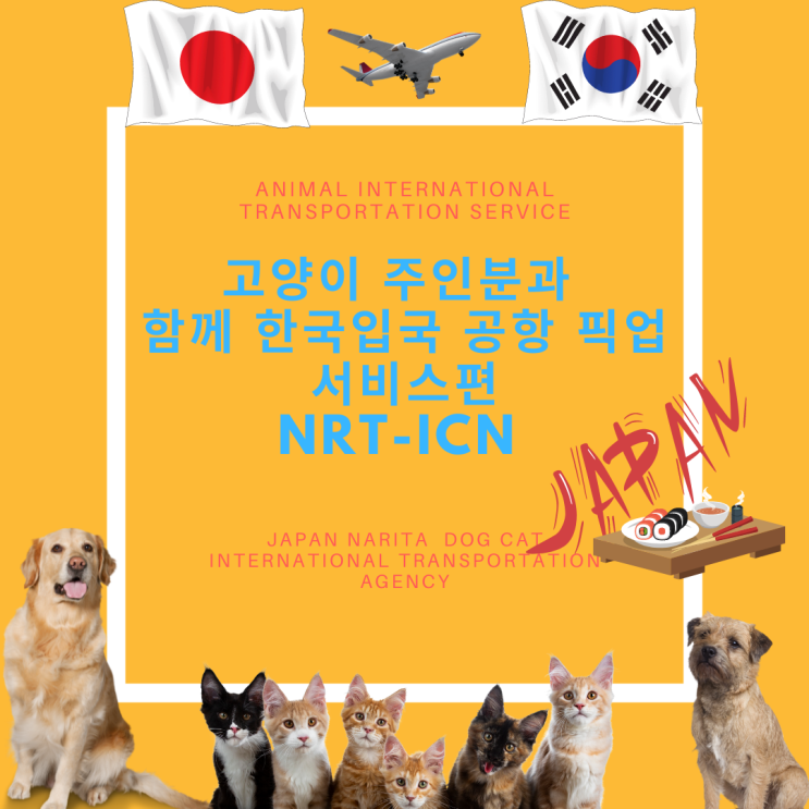  일본에서 고양이입국 일본강아지검역 일본고양이검역 고양이공항픽업