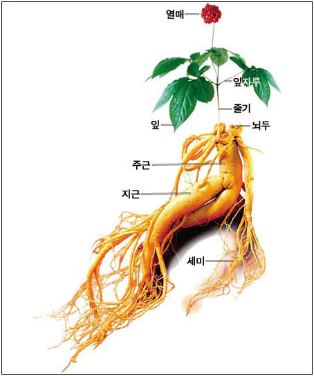  인삼 종류와 효능