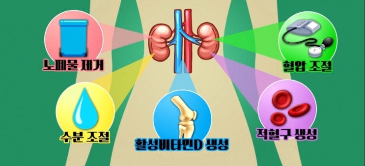  신장질환 콩팥 이상 안 좋으면 나타나는 증상 (ft. 위치 자가진단표 좋은 음식)