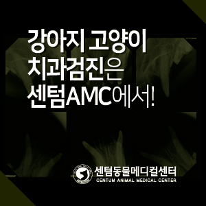 강아지 고양이 치과검진은 센텀AMC에서 (부산 치과방사선 동물병원)