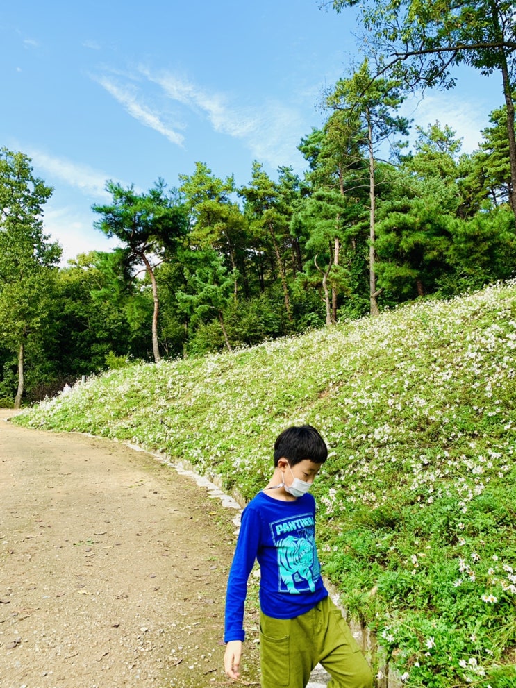  하얀 구절초가 이쁘게 핀 파주 율곡수목원