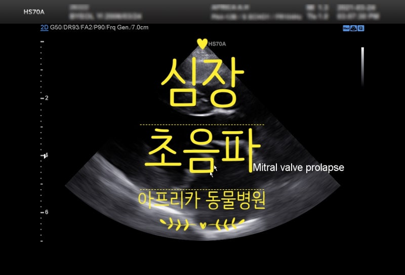 호주 동물병원_애견 심잡음, 심장 3