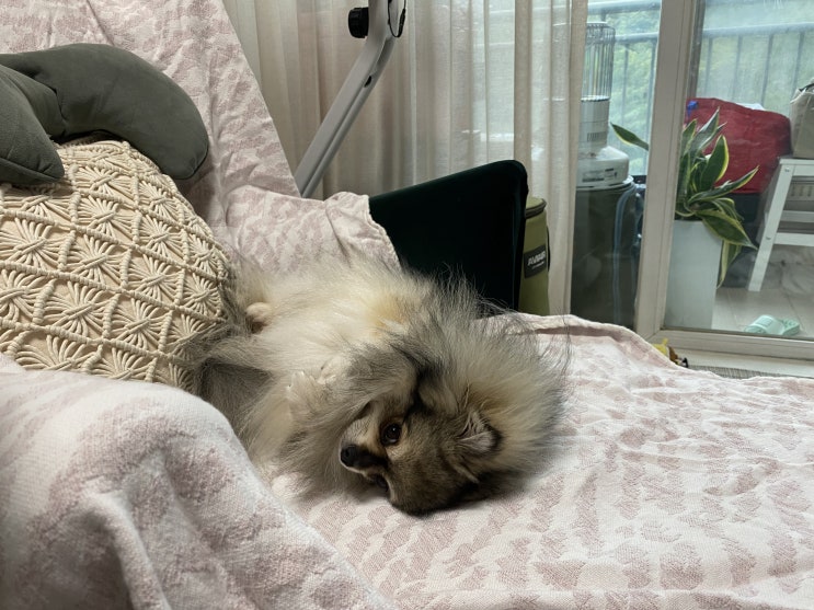  오늘의 꾸꾸