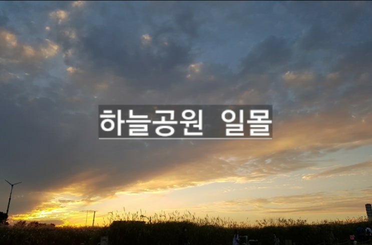 (마포/상암) 하늘공원에  은빛 억새, 갈대, 핑크뮬리, 해바라기, 코스모스와 세젤예 일몰 보고 왔어요.