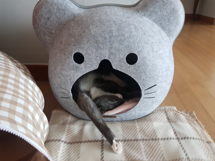  [일상, 고양이]새 집이 생기다