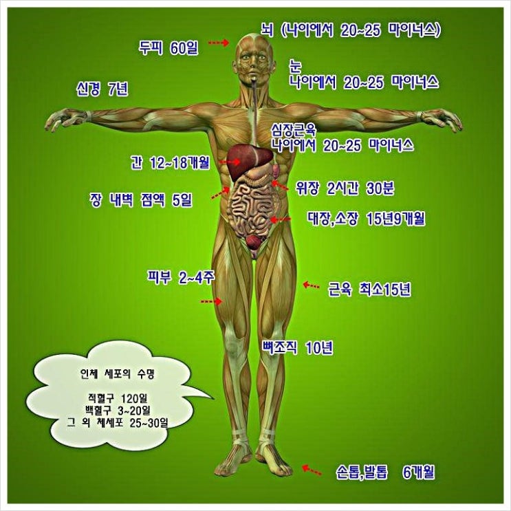  피엠인터내셔널 비타민 B 액티바이즈 에너지 대사 산소 체온 필수 영양소
