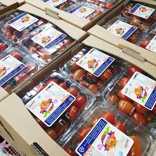 가성비갑 바른팜 BEST 스테비아 방울 토마토 토망고, 1팩, 스테비아 방울 500g*2 (총1kg) 좋아요 가성비갑 바른팜 BEST 스테비아 방울 토마토 토망고, 1팩, 스테비아 방울 500g*2 (총1kg) 좋아요
