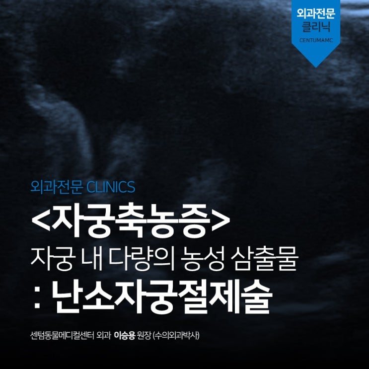  6살 강아지 자궁축농증, pyometra, ovariohysterectomy, OHE (부산 센텀동물메디컬센터 외과 동물병원)