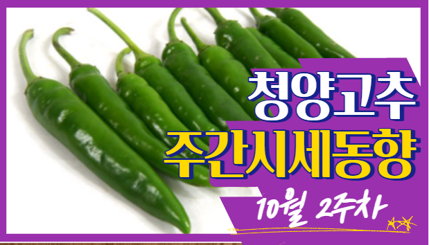  [경매사 주간보고] 10월 2주차 가락시장 청양고추 경매동향을 알려드려요!!